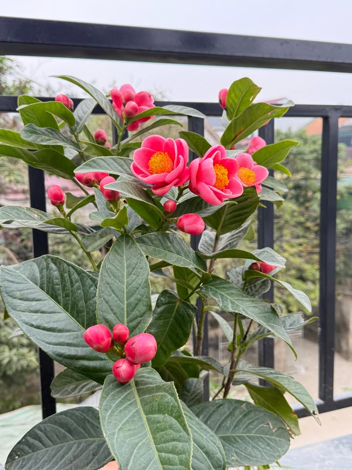 Đất nền Khối 5A, Thị trấn Dùng 118m² - Cơ hội đầu tư hiếm có!