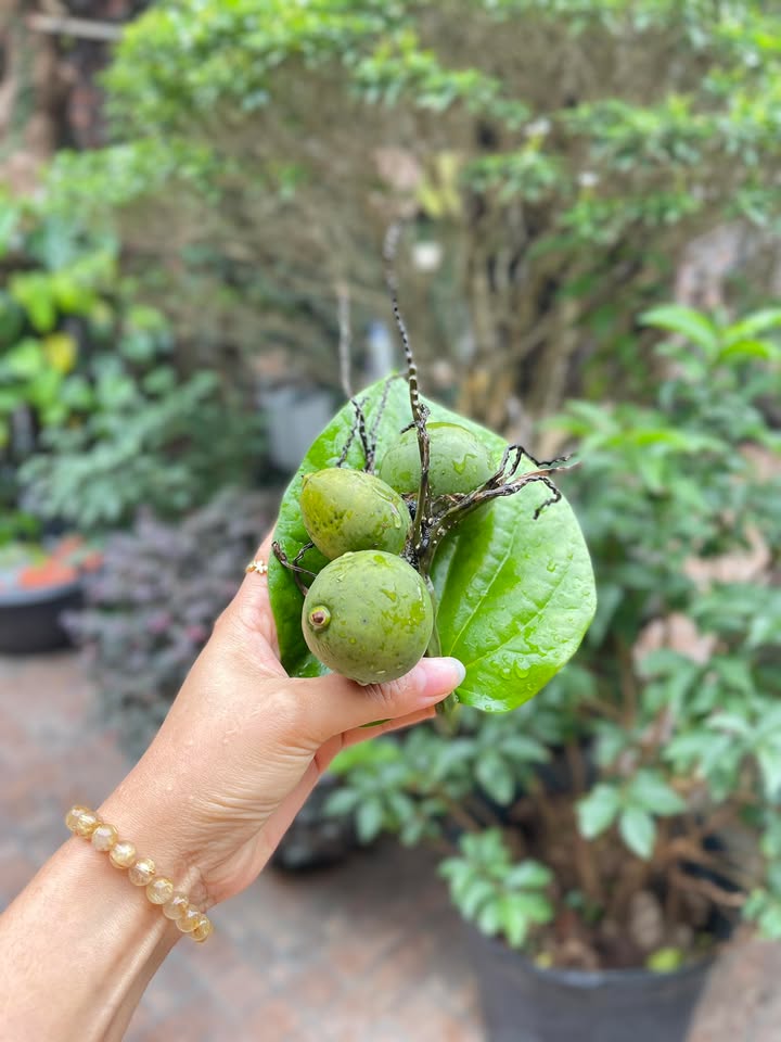 Đất nền Khu 3 Vân Phú 110m² giá 1.5 tỷ - Cơ hội đầu tư tuyệt vời!