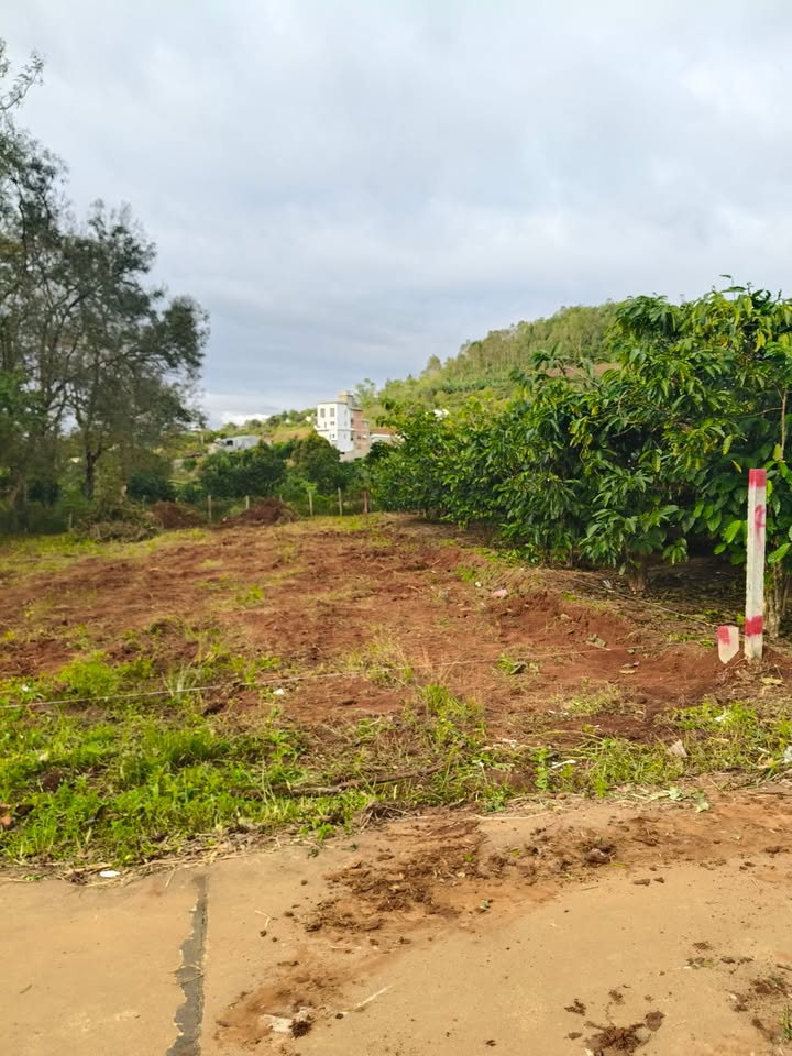 Đất nền Phường Hội Phú 300m² giá 3.6 tỷ - Sổ đỏ chính chủ, đường ô tô thông!