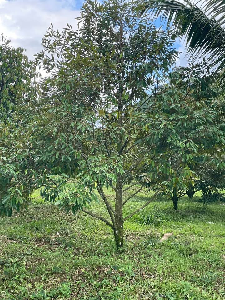 Đất nông nghiệp 1ha tại Phước Bình giá 600 triệu - Cơ hội đầu tư sinh lời!