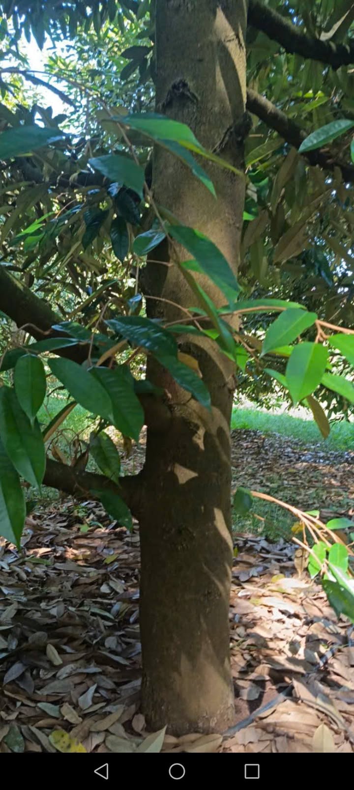 Đất Farm 1ha tại KCN Thanh Phú - Giá chỉ 5.3 tỷ - Thương lượng tốt!