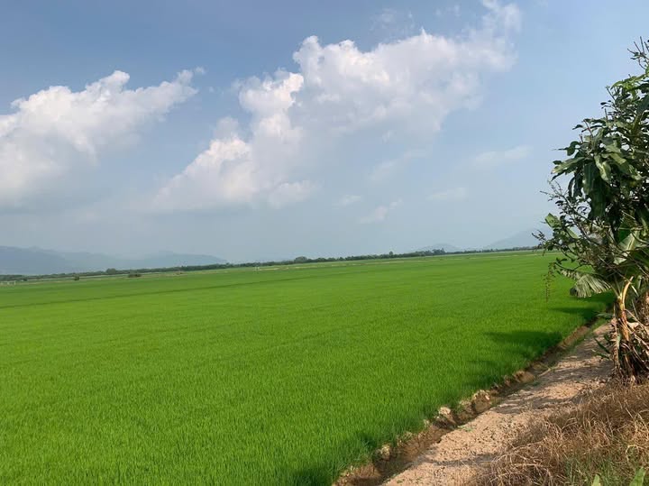 Farm tại Long Xuyên 1.500.000m² giá 20 tỷ - Cơ hội đầu tư lớn!