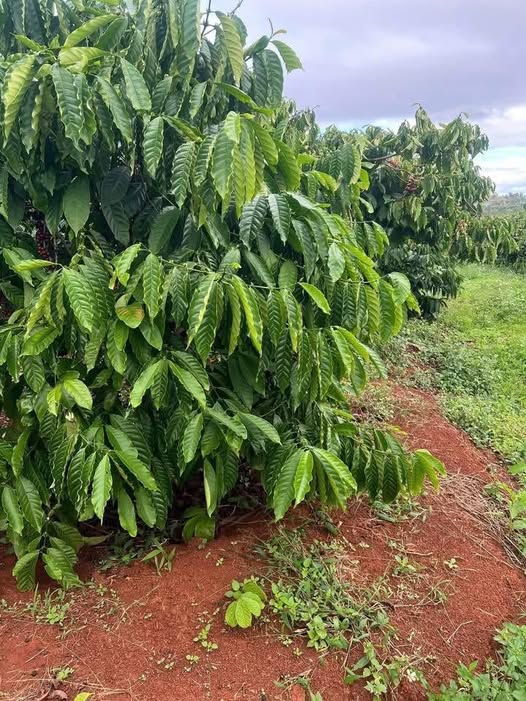 Đất Farm 1,5ha tại Xã Ea H'leo, Đắk Lắk - Đầu tư sinh lời hấp dẫn!