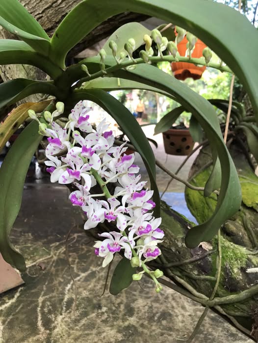 Nhà cấp 4 khu phố Suối Tre, Quận 3, 132m² giá 1.75 tỷ - Cơ hội đầu tư hấp dẫn!