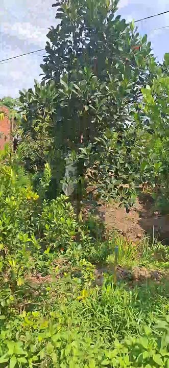 Đất thổ cư 1148m² Thị trấn Chợ Lách, Bến Tre - Giá chỉ 800 triệu!