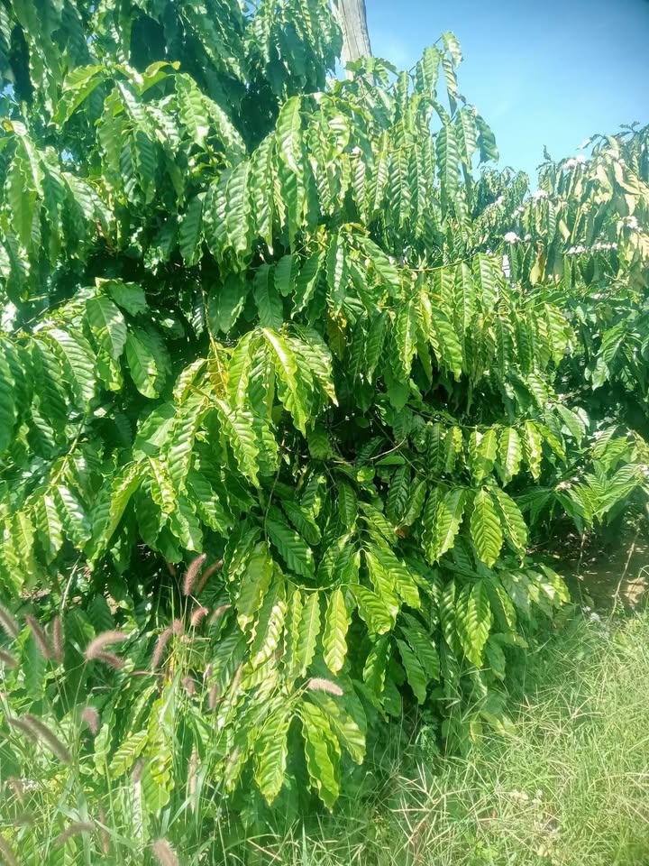 Đất Farm 1ha tại Xã Krông Nô, Huyện Lắk - Giá 2.8 tỷ - Sổ đỏ chính chủ