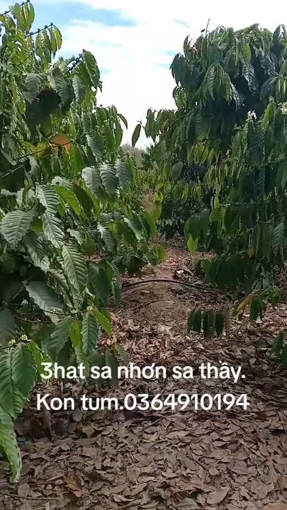 Farm tại Xã Sa Nhơn, Huyện Sa Thầy 3ha giá 28 tỷ - Cơ hội đầu tư tuyệt vời!