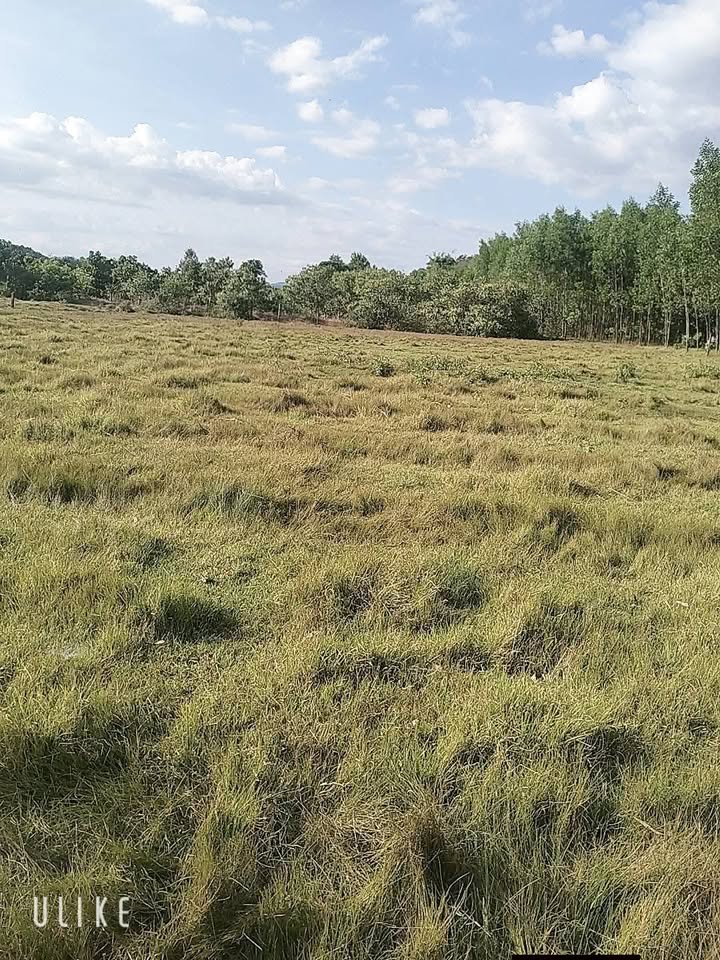 Đất nông nghiệp Đạ Tẻh 7.000m² giá chỉ 750 triệu - Cơ hội đầu tư hấp dẫn!