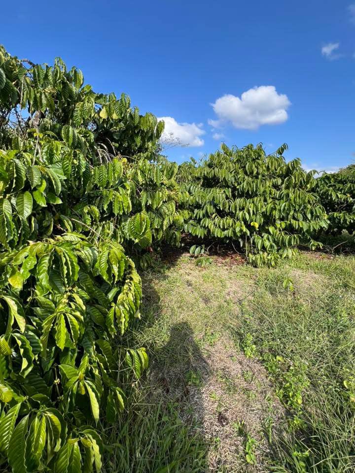 Đất nền 28800m² Đạ K' Nàng, Đam Rông giá 699 triệu - Cơ hội đầu tư hấp dẫn!