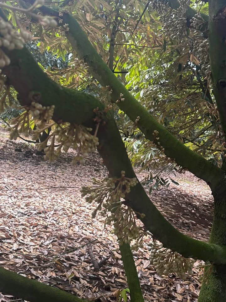 Vườn Sầu riêng 14.189m² tại Phú Xuân, Tân Phú - Chỉ 8,7 tỷ, cho thu hoạch mạnh!