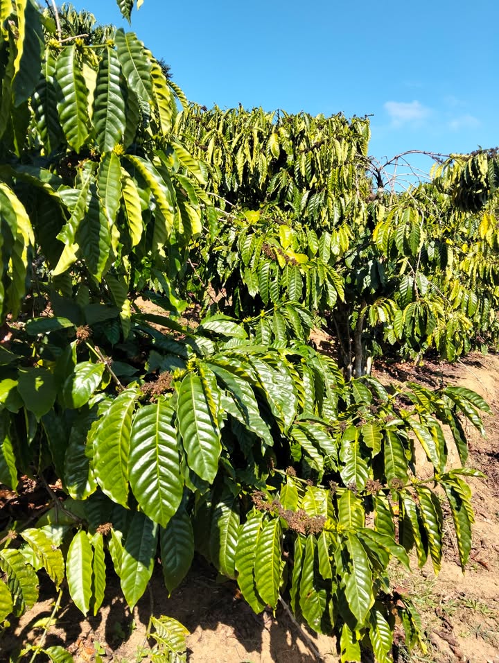 Đất nền Tân Lâm Di Linh 15,000m² giá 2,5 tỷ - Sổ đỏ chính chủ