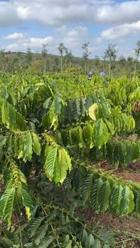 Farm đẹp 1800m² xã Ea Nuôl, Buôn Đôn giá 1.9 tỷ - Cơ hội đầu tư hấp dẫn!