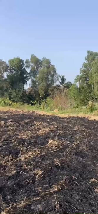 Đất ruộng 13.300m² lộ nhựa Tam Nông, Đồng Tháp giá 3.325 tỷ - Đầu tư sinh lời ngay!