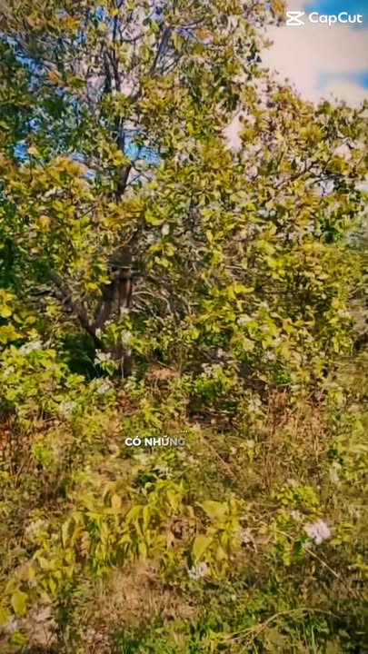 Đất nông nghiệp xã Ea Lê, Huyện Ea Súp, Đắk Lắk 12ha - Giá chỉ 1.44 tỷ VND