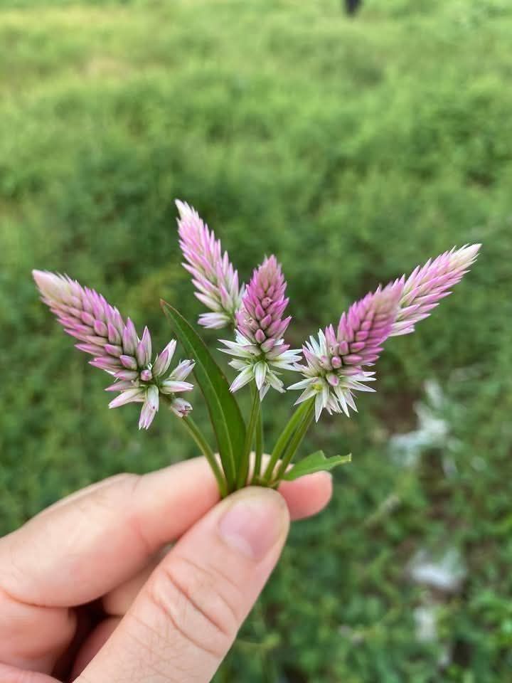 Đất nền Khu du lịch Tam Chúc 120m² giá 2 tỷ - Đầu tư sinh lời ngay!