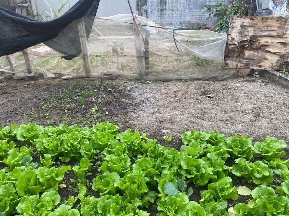 Đất nền Lạc Nông, Sóc Sơn 65m² giá 2.x tỷ - Ô tô vào tận nơi!