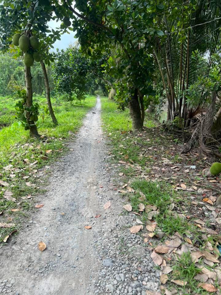 Đất nền Ấp Đông Mỹ, Xã Châu Thành 2930m² giá 1.5 tỷ - Hỗ trợ ô tô vào tận nơi!