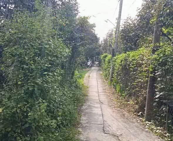 Đất nền ấp 1, xã Long Trung, 1000m² giá 750 triệu - Sổ đỏ chính chủ, xây dựng tự do!