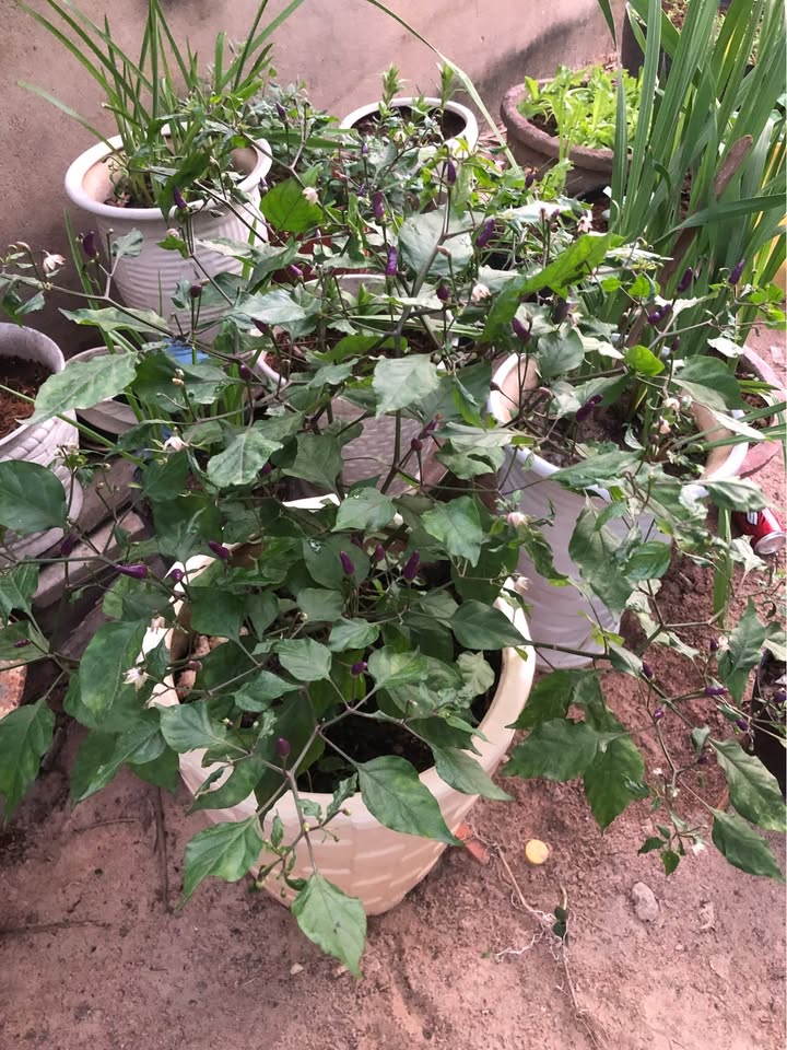 Đất thổ cư Phong Nẫm 99m² giá 750 triệu - Địa chỉ vàng đầu tư!