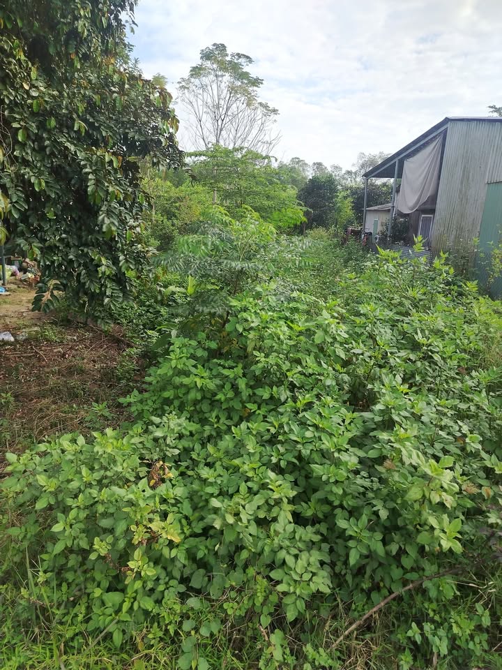 Đất nền xã Tam Xuân I, Núi Thành 80m² giá 600 triệu - Sổ đỏ chính chủ