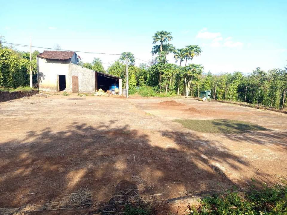 Farm đầu tư tại Ia Nhin, Chư Păh, 2,5ha giá 5,6 tỷ - Đầu tư sinh lời ngay!