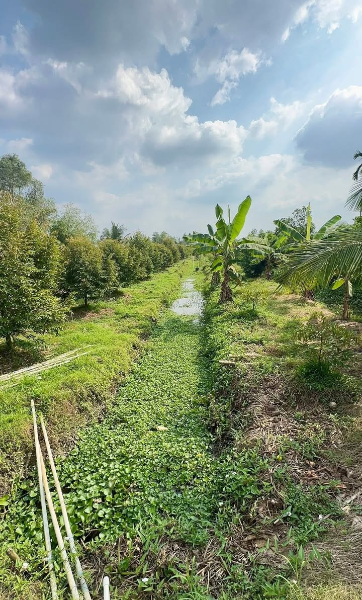 Đất vườn tại Đông Lợi, Phú Hữu, Cần Thơ 1887m² giá 1.299 tỷ - Sẵn sàng trồng sầu riêng!