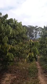 Đất nền Đạ K' Nàng 2,8ha giá 4,7 tỷ - Thương lượng ngay!