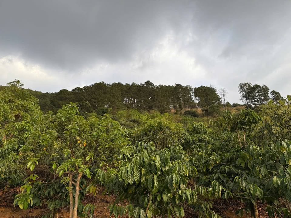 Đất Farm 5000m² tại Mê Linh, Lâm Hà - Giá chỉ 2 tỷ!