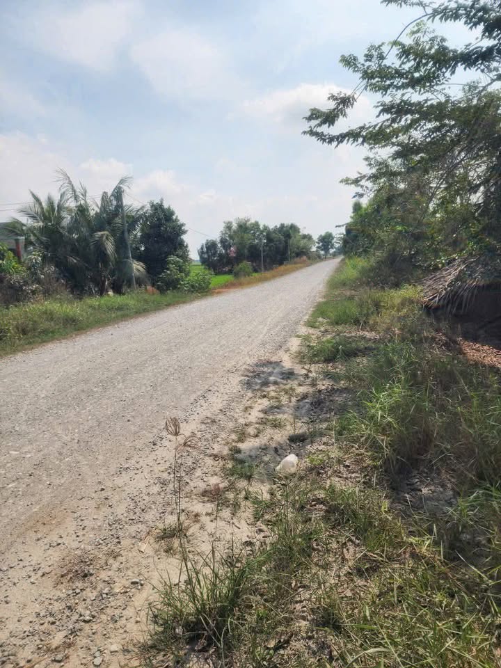 Đất thổ cư Ấp 2, Xã Long Thuận, Huyện Thủ Thừa, 10000m² - Đường 12 mét sắp trải nhựa!
