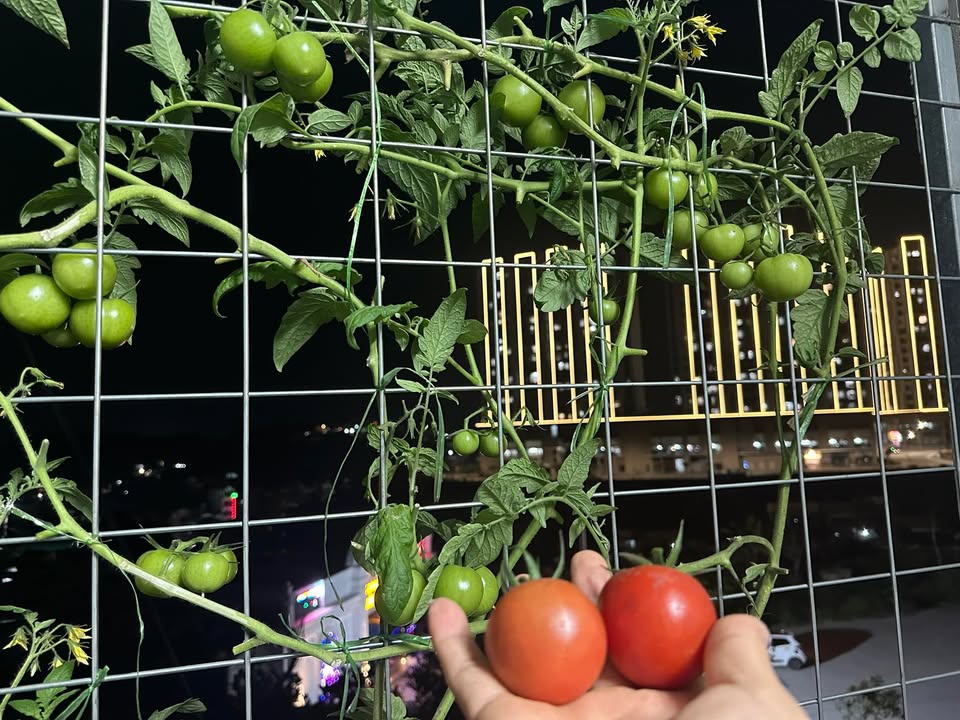 Đất nền Hạ Long 85m² giá đầu tư - Ô tô đỗ cửa ngay!