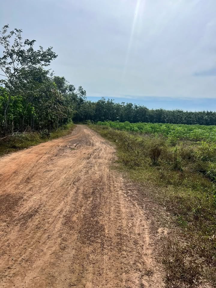 Đất nền Lộc Khánh 10.000m² giá 1.65 tỷ - Đầu tư sinh lời ngay!