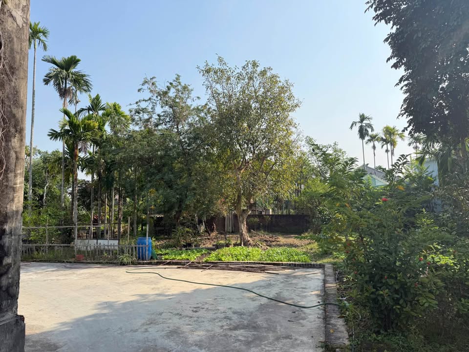 Đất nền 85m² tại Tổ dân phố Đào Yêu, An Hải - Sổ đỏ chính chủ 1.7 tỷ!