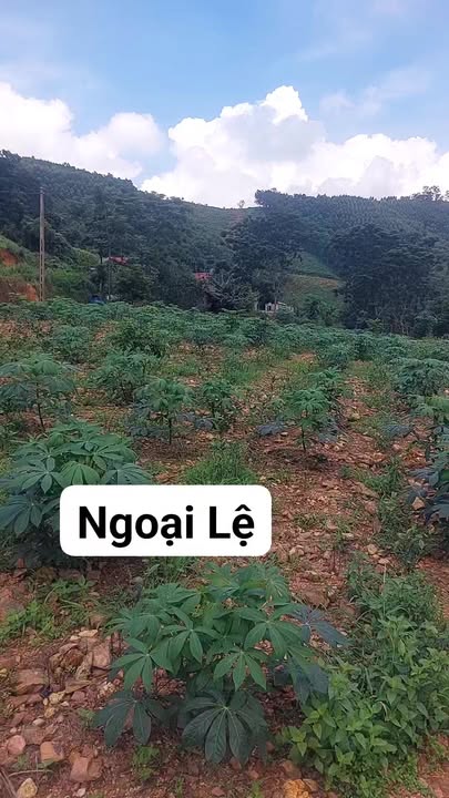 Đất Farm 10ha tại Văn Hán, Đồng Hỷ, Thái Nguyên - Giá chỉ 39.2 tỷ!