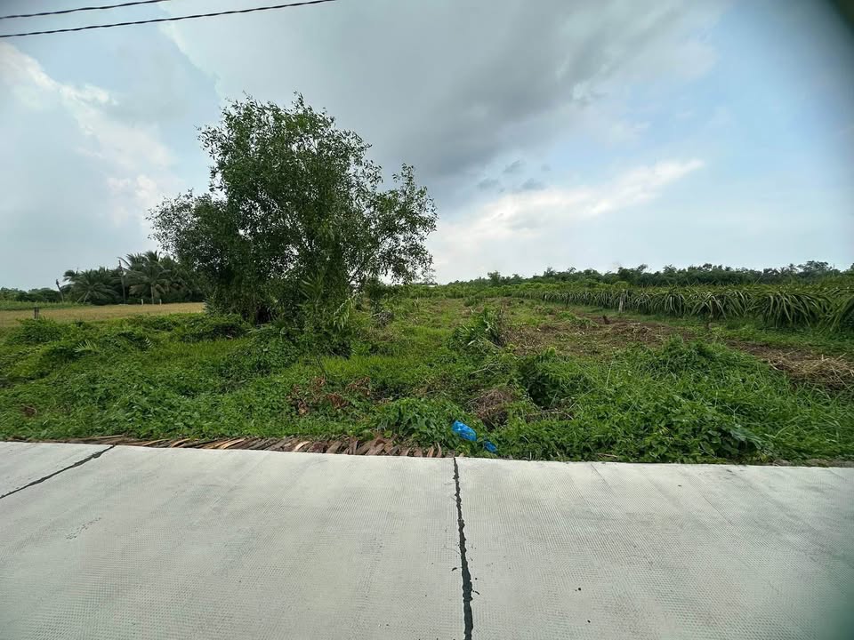 Đất lúa 2344m² xã Bình Tâm, TP Tân An - Giá chỉ 2.8 tỷ