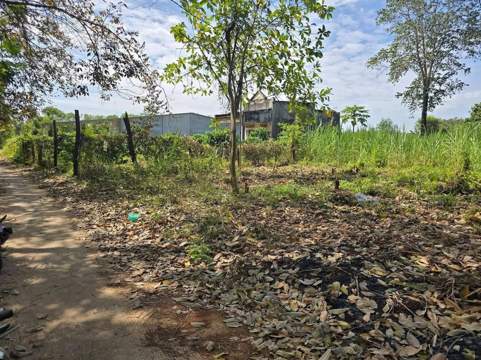 Đất nền 831m² đường Petong tại Ấp 8 - Giá chỉ 390 triệu - Cơ hội đầu tư tuyệt vời!