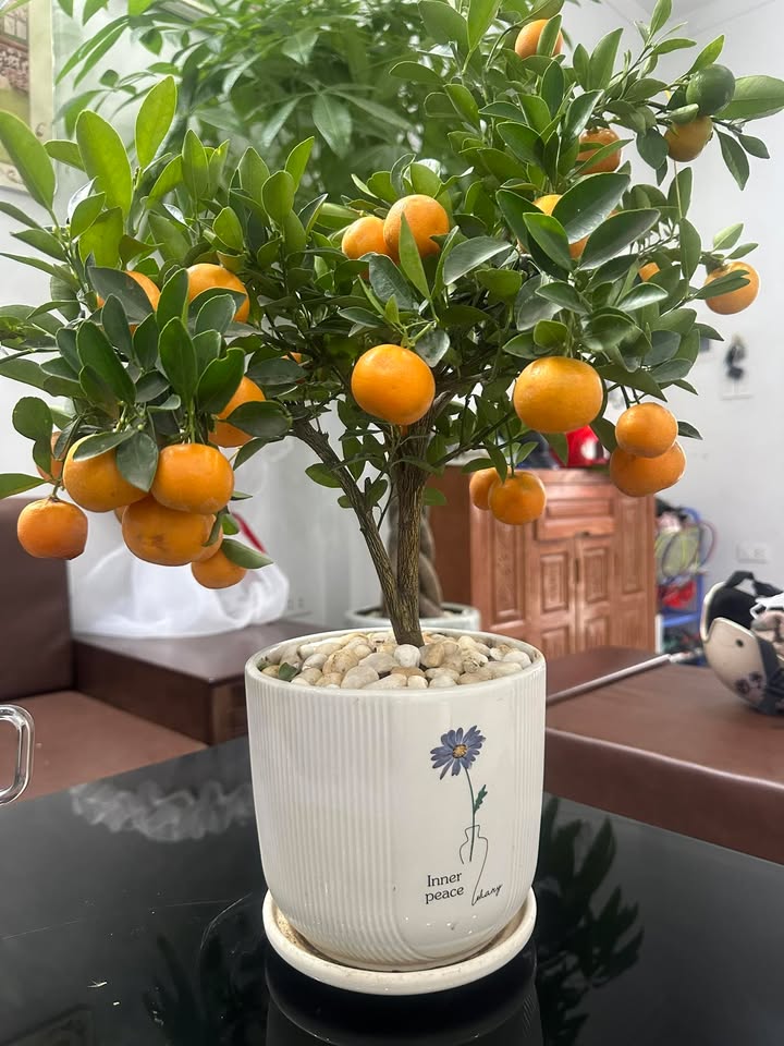 Nhà 3,5 tầng mặt đường Chùa Nghèo, Hải Phòng - Kinh doanh sầm uất chỉ 6 tỷ!