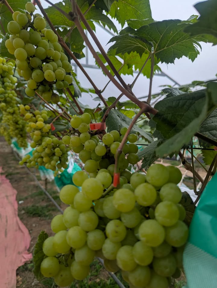 Đất nền Trung tâm Công viên An Dương 159,9m² giá 3.613 tỷ - Đầu tư sinh lời ngay!