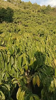 Đất nông nghiệp 18.000m² tại Làng 2, Xã Phúc Thọ chỉ 1.5 tỷ - Tiềm năng đầu tư lớn!