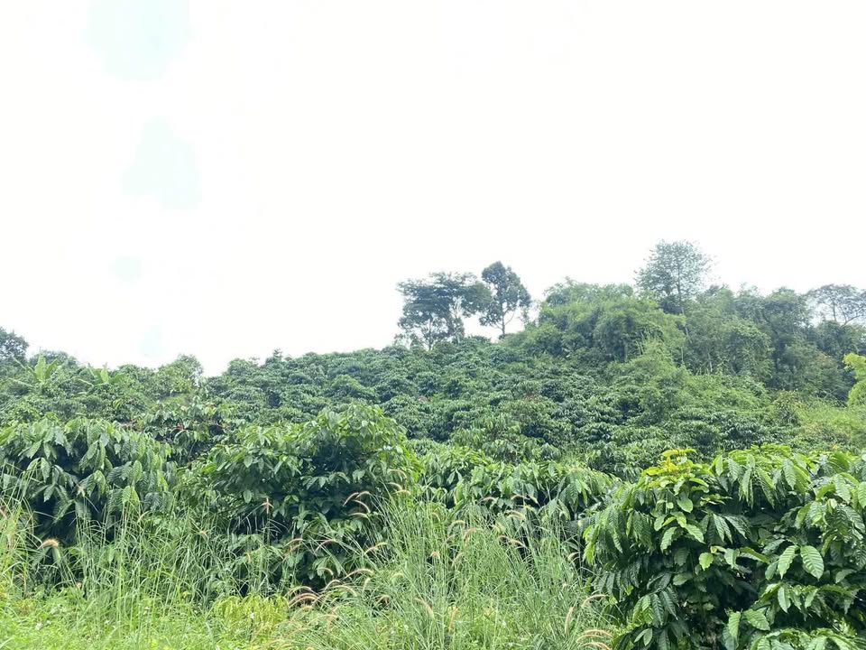 Đất nông nghiệp tại xã Buôn Choah, huyện Krông Nô, 1080m² giá 470 triệu - Pháp lý đầy đủ!