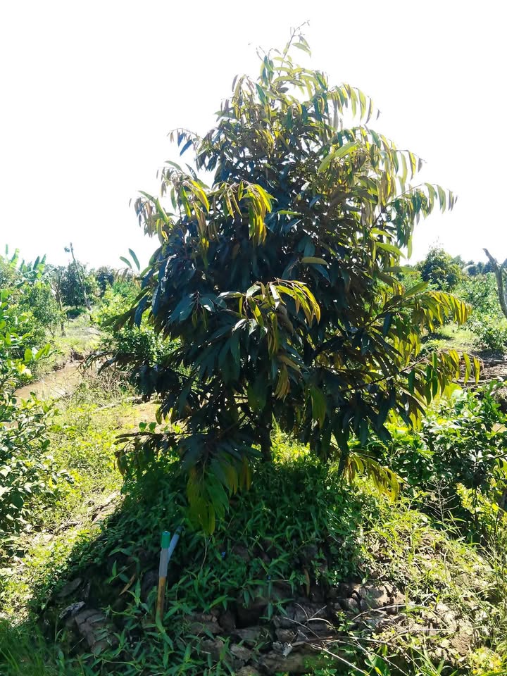 Farm đất Sầu Riêng 1,2ha tại Mỹ Tân, Cái Bè - Giá 6 tỷ, sổ hồng riêng!