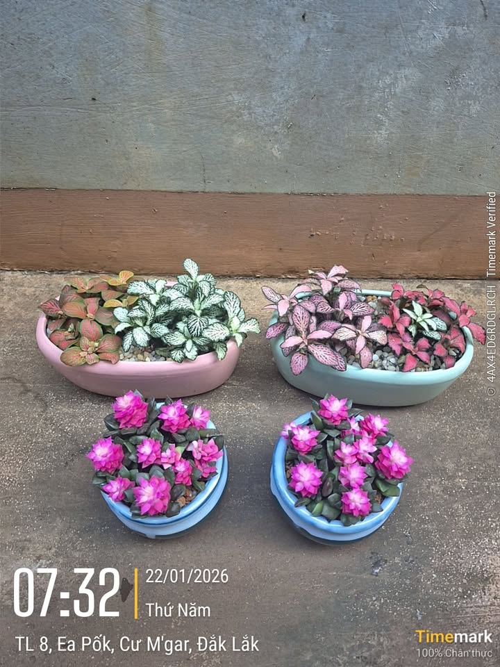 Đất nền thổ cư Xã Cư Né, Huyện Krông Búk 950m² giá 1.039 tỷ - Sổ đỏ chính chủ!