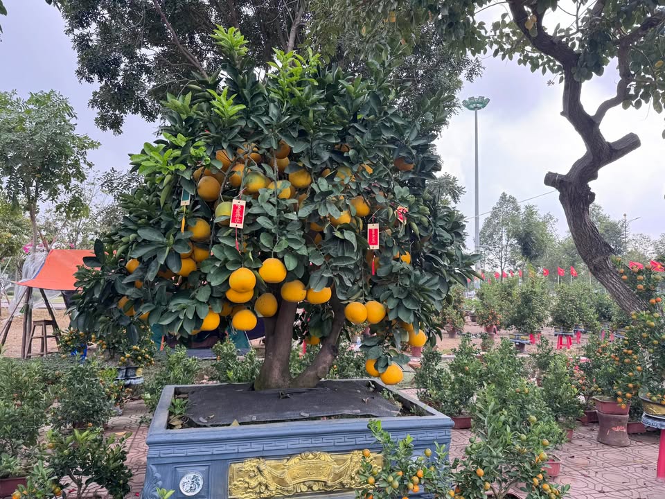 Biệt thự mặt đường Lê Thái Tổ 200m² giá chỉ 4x tỷ - Một cơ hội không thể bỏ lỡ!