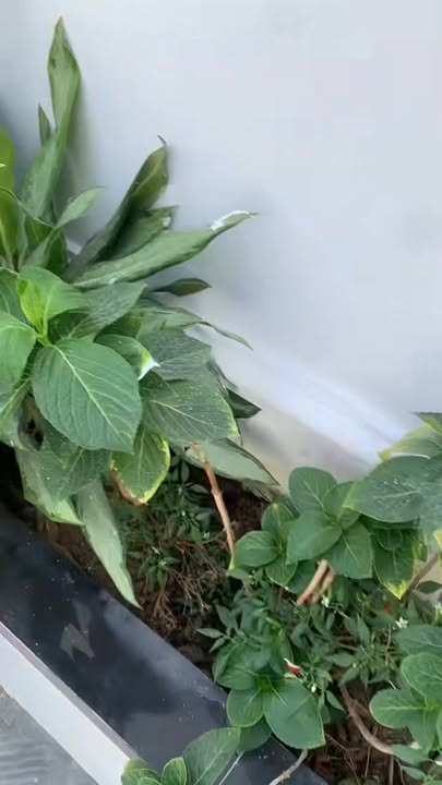 Nhà riêng Phường Long Hoa, Tây Ninh 120m² giá 2.45 tỷ - Mới hoàn thiện, tiện ích đầy đủ!