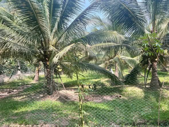 Đất vườn dừa 3000m² tại Xã Châu Hưng, Bình Đại - Giá chỉ 1.35 tỷ!