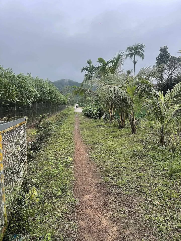 Lô đất thổ cư 568m² tại Phước Thọ, Huế - Đầu tư sinh lời ngay!