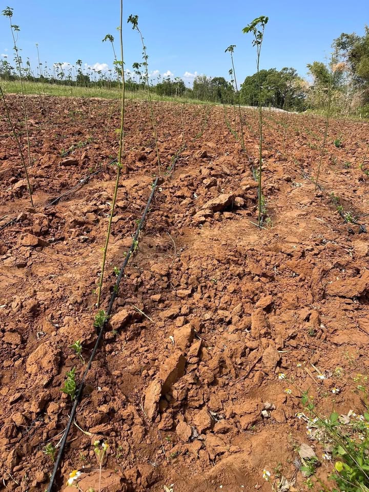 Farm 2ha tại Xã Ea H'leo, Đắk Lắk giá chỉ 1.55 tỷ - Tiềm năng đầu tư lớn!