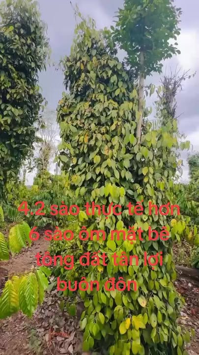 Đất trang trại 2ha tại Tân Lợi Buôn Đôn - Giá chỉ 1.237 tỷ