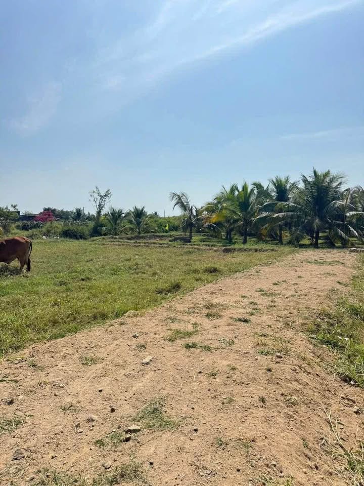 Đất nền 2300m² thôn Bình An, Hàm Chính, giá 850 triệu - Cần bán gấp!