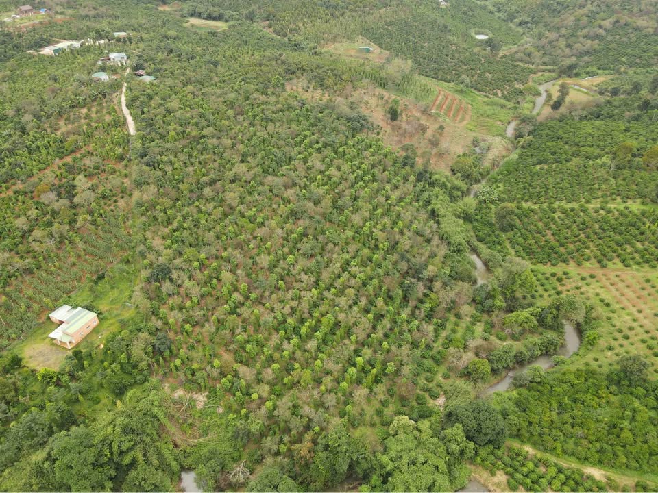 Đất Farm 6.5ha tại Kiến Đức - Giá chỉ 9.5 tỷ - Sổ đỏ đầy đủ!