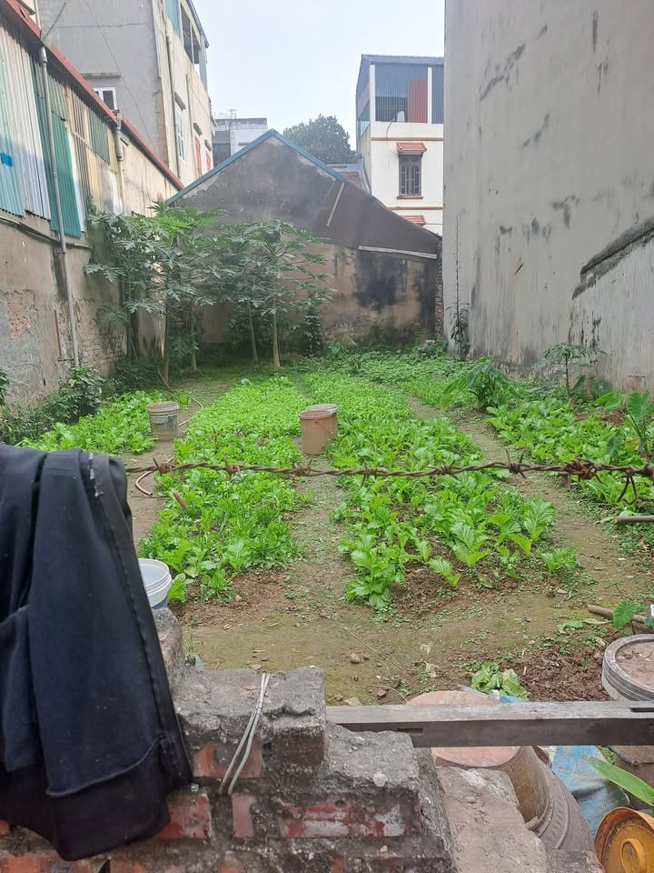 Đất nền Cổ Bi, Gia Lâm 50m² giá thỏa thuận - Vị trí đẹp, đầu tư sinh lời!